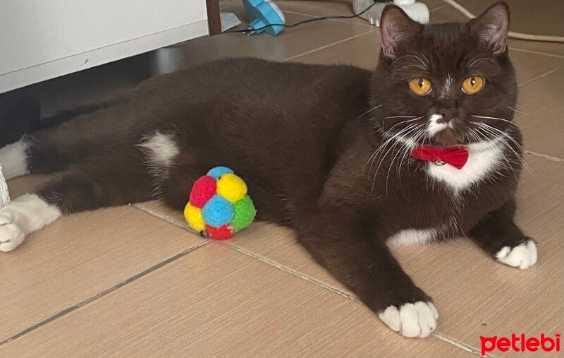 British Shorthair, Kedi  Karamel fotoğrafı