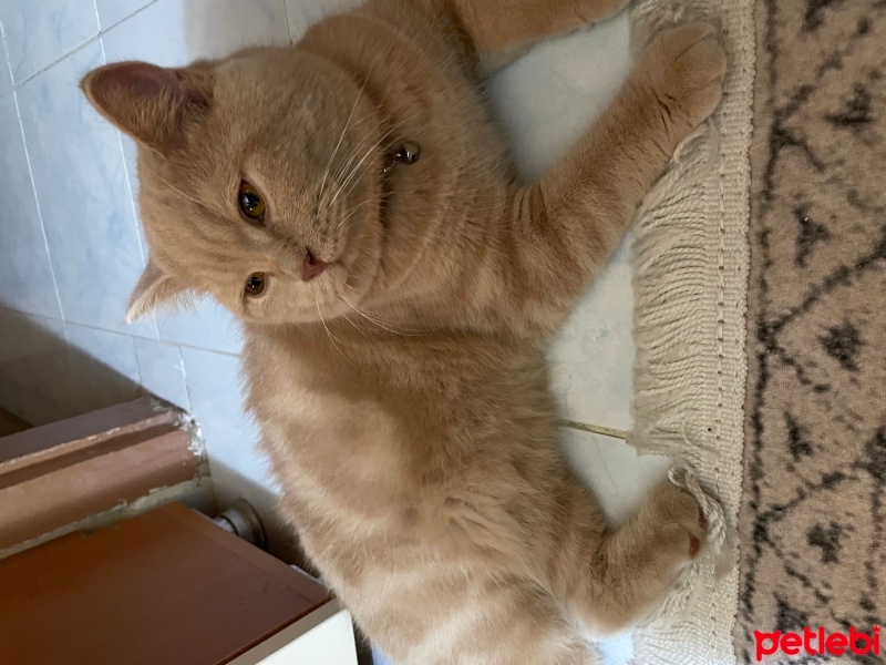 British Shorthair, Kedi  Balküpü Paşa fotoğrafı