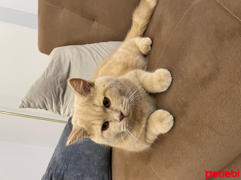 British Shorthair, Kedi  Balküpü Paşa fotoğrafı