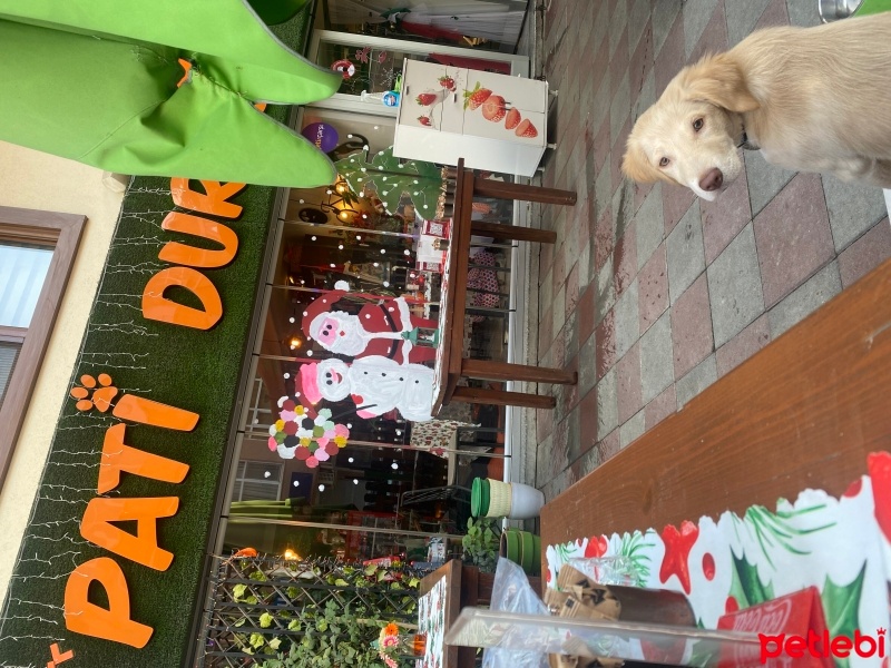 Golden Retriever, Köpek  Daisy fotoğrafı
