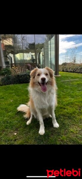 Border Collie, Köpek  Bingo fotoğrafı