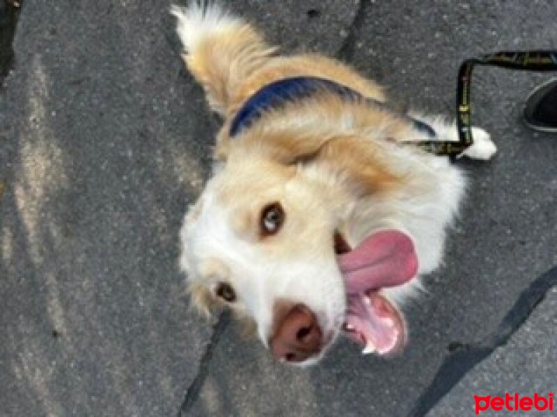 Border Collie, Köpek  Bingo fotoğrafı