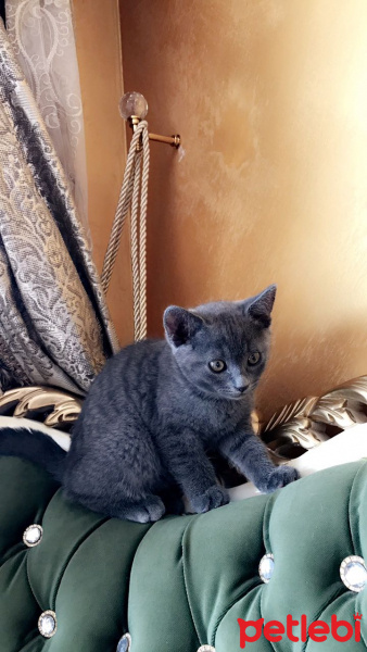 British Shorthair, Kedi  Duman fotoğrafı