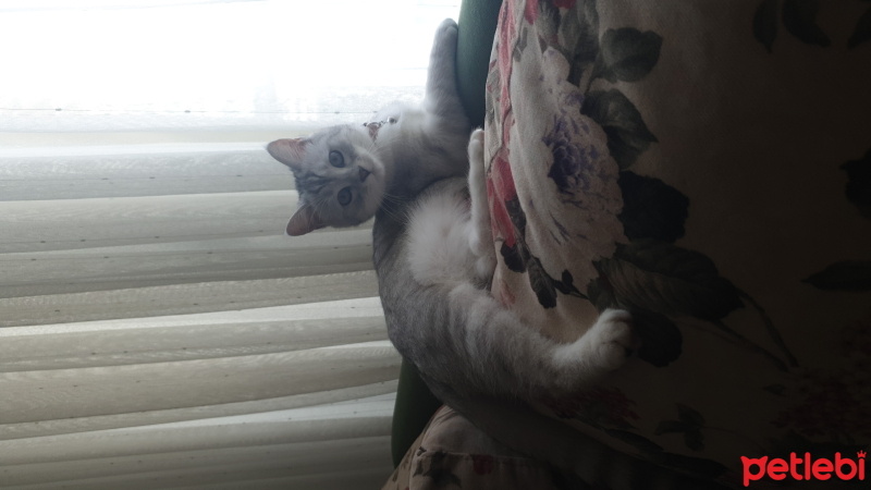 British Shorthair, Kedi  Çakıl fotoğrafı
