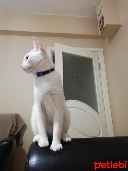 Van Kedisi, Kedi  Boncuk fotoğrafı