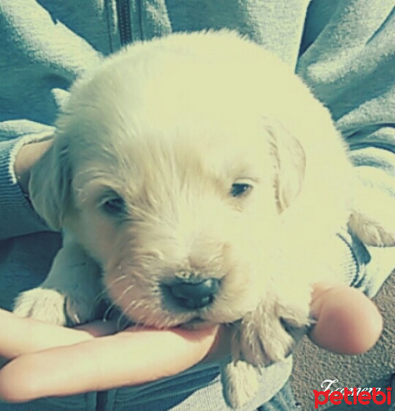 Golden Retriever, Köpek  Badem  fotoğrafı