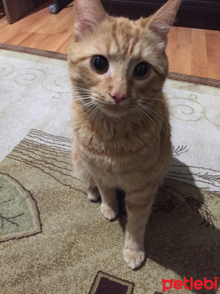 Tekir Kedi, Kedi  Pamuk fotoğrafı