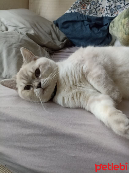 Scottish Fold, Kedi  Şans fotoğrafı
