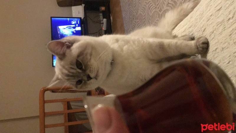 Scottish Fold, Kedi  Şans fotoğrafı