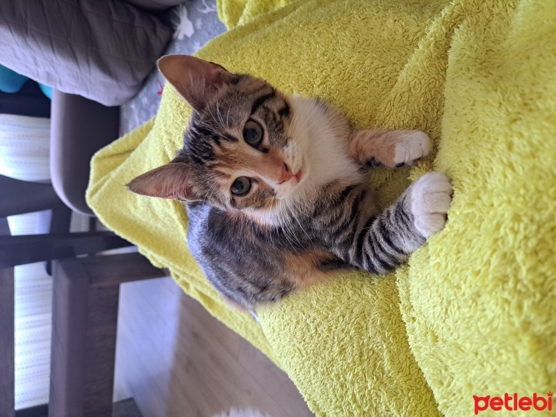 Tekir Kedi, Kedi  Mışıl fotoğrafı