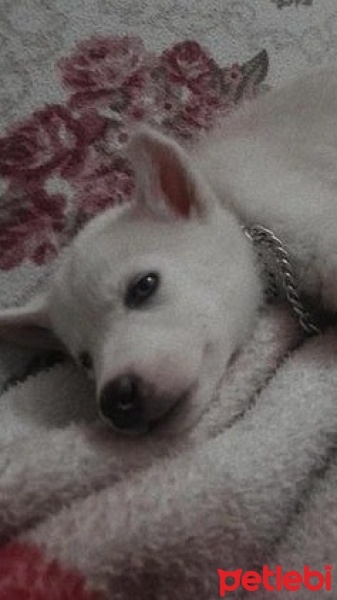 Sibirya Kurdu (Husky), Köpek  adı henüz yok fotoğrafı