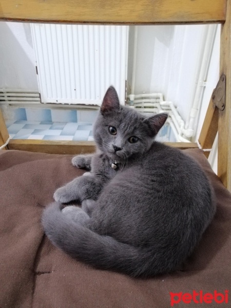 British Shorthair, Kedi  Duman fotoğrafı