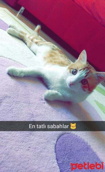 Tekir Kedi, Kedi  Şanslı fotoğrafı