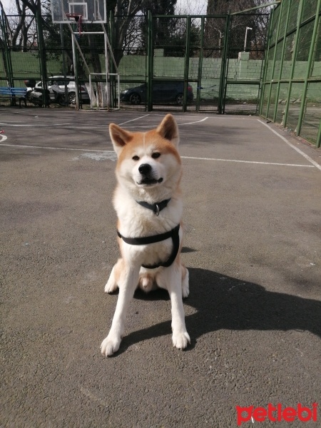 Akita İnu, Köpek  Yakuza fotoğrafı