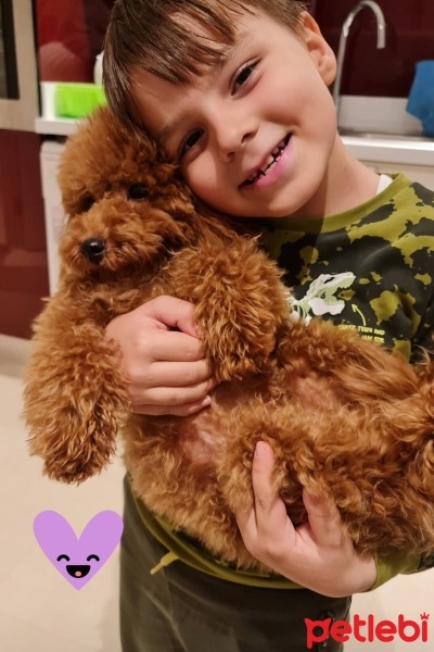 Poodle (Minyatür Kaniş), Köpek  KAJU fotoğrafı