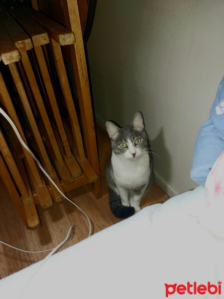 Tekir Kedi, Kedi  Alice fotoğrafı
