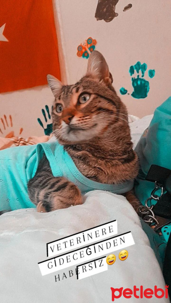 Tekir Kedi, Kedi  Zeytin fotoğrafı