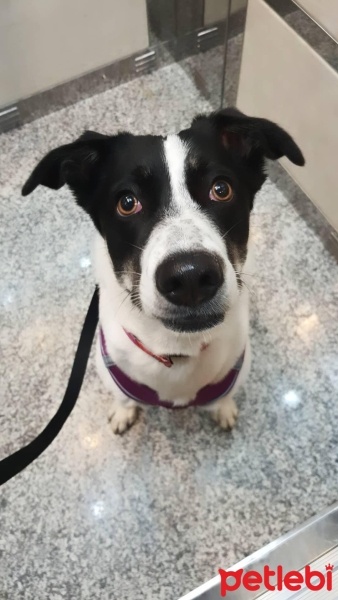 Sokö (Sokak Köpeği), Köpek  Panda fotoğrafı