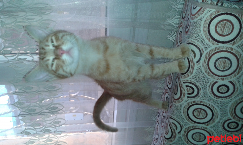 Tekir Kedi, Kedi  ponçik fotoğrafı