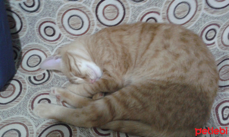 Tekir Kedi, Kedi  ponçik fotoğrafı