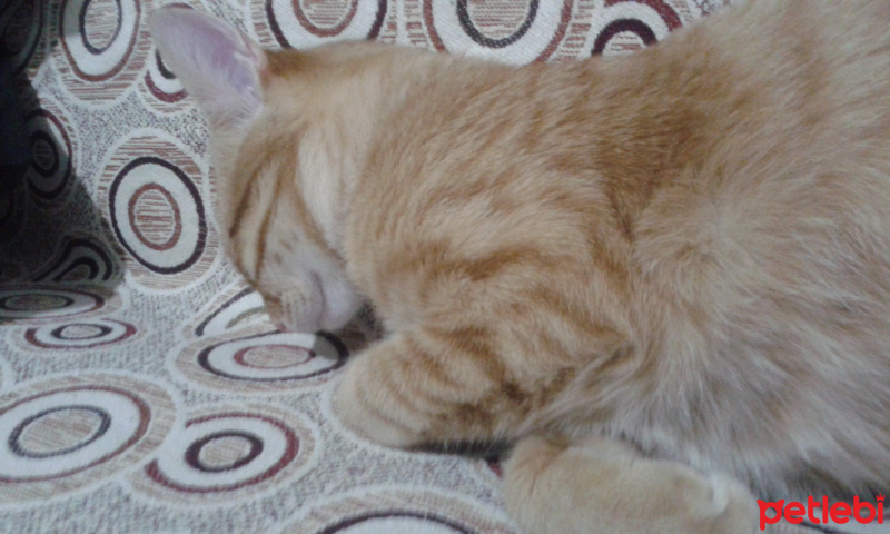 Tekir Kedi, Kedi  ponçik fotoğrafı
