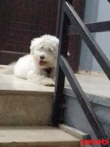 Maltese, Köpek  Leydi fotoğrafı