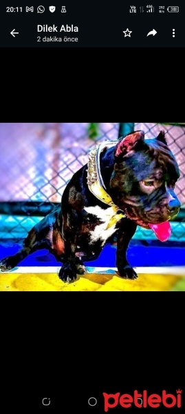 Billy, Köpek  Bonita fotoğrafı