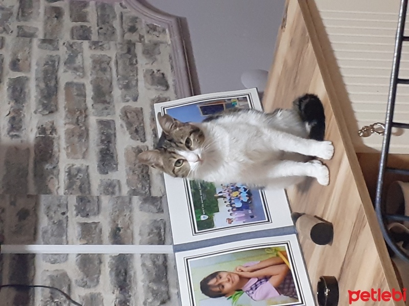 Tekir Kedi, Kedi  Boncuk fotoğrafı