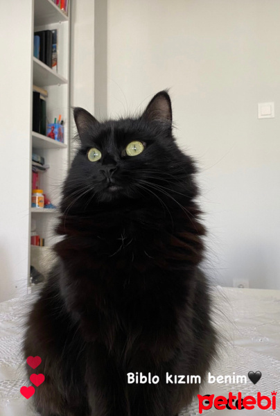 Bombay, Kedi  Gece fotoğrafı