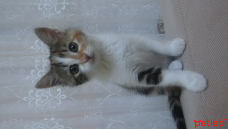 Tekir Kedi, Kedi  Minik fotoğrafı