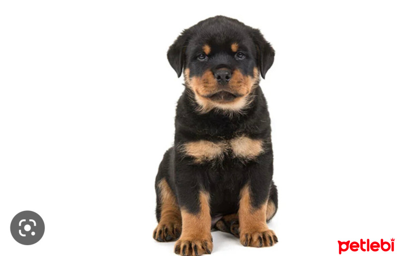 Rottweiler, Köpek  Sezar fotoğrafı