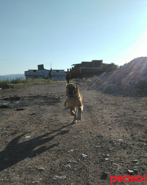 Kangal, Köpek  Selly fotoğrafı