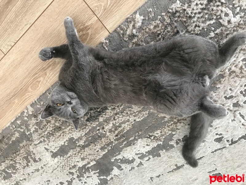 British Shorthair, Kedi  Bulut fotoğrafı