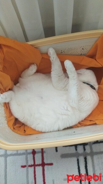 Scottish Fold, Kedi  Badem fotoğrafı