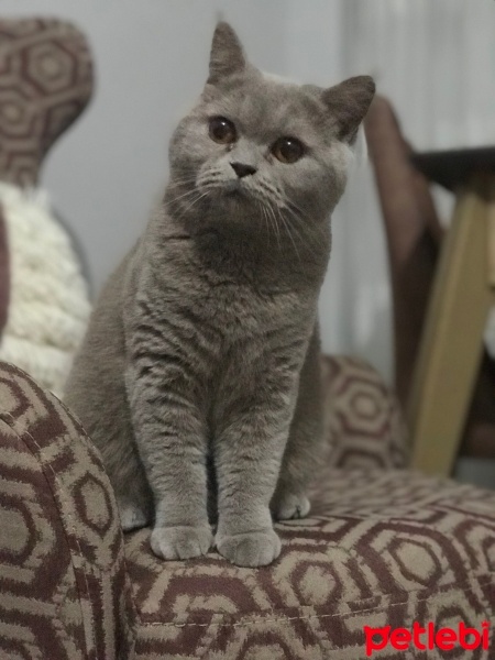 British Shorthair, Kedi  BAL fotoğrafı