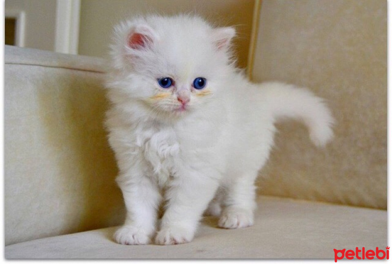 İran Kedisi (Persian), Kedi  Misha fotoğrafı