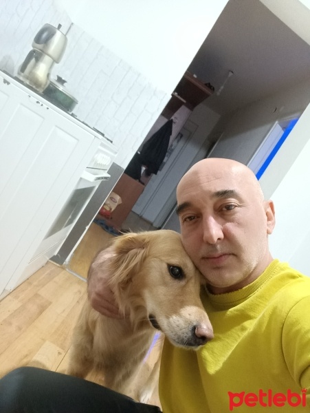 Golden Retriever, Köpek  SU fotoğrafı
