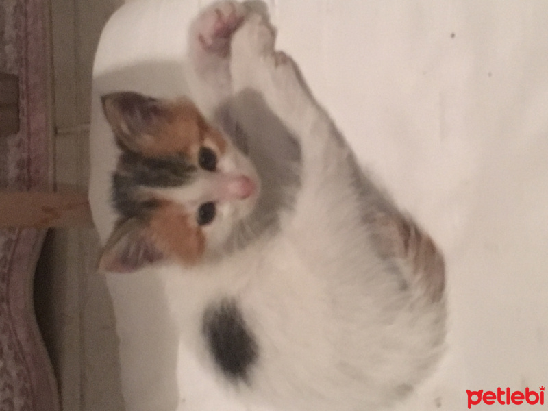 Kashmir , Kedi  Minnoş  fotoğrafı