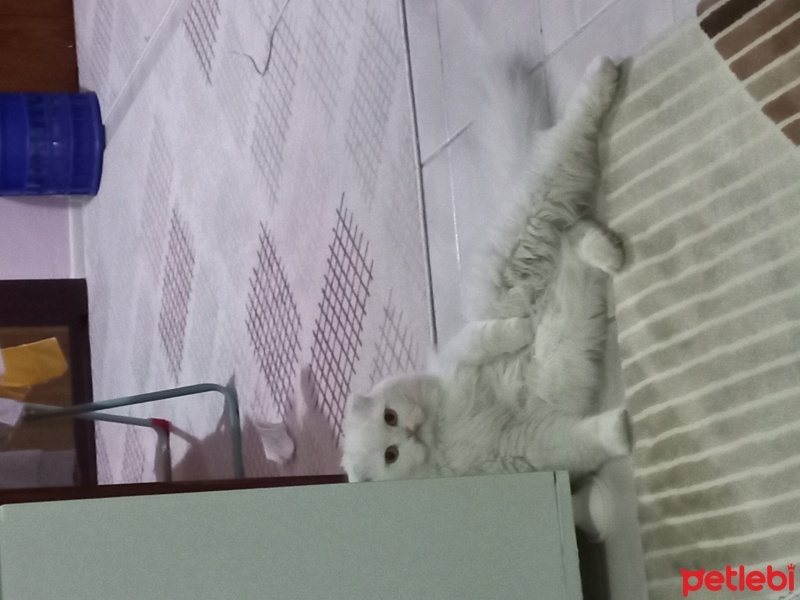 Scottish Fold, Kedi  Sütlaç fotoğrafı