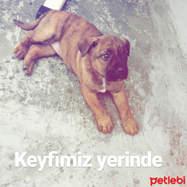 Presa Canario, Köpek  Lena fotoğrafı