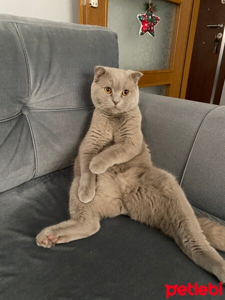 Scottish Fold, Kedi  Oreo fotoğrafı