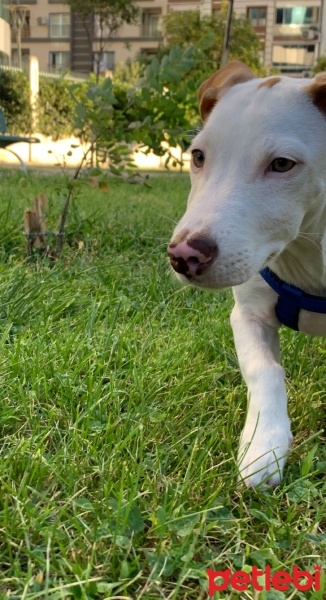Jack Russell Terrier, Köpek  Maylo fotoğrafı
