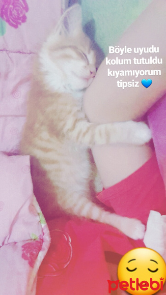 Somali, Kedi  Turşu fotoğrafı