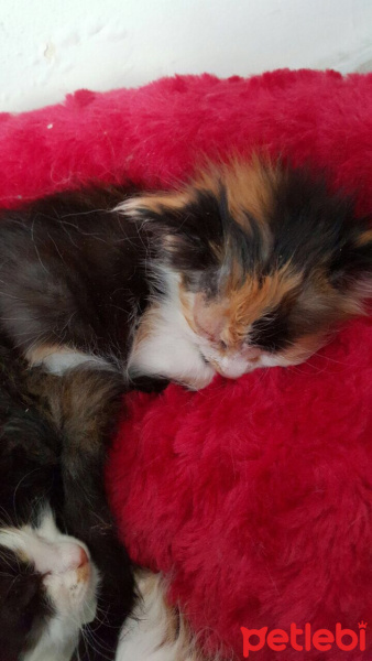 Tekir Kedi, Kedi  serena fotoğrafı