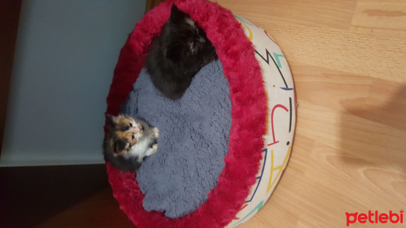 Tekir Kedi, Kedi  serena fotoğrafı