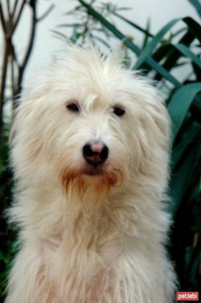 Airedale Terrier, Köpek  angel fotoğrafı