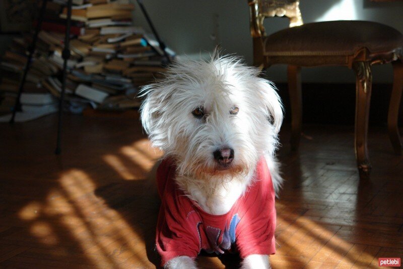 Airedale Terrier, Köpek  angel fotoğrafı