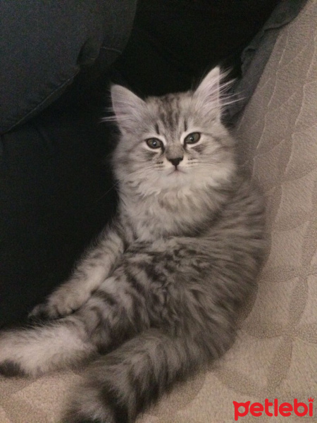Chinchilla, Kedi  şila fotoğrafı