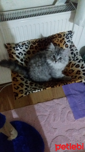 Chinchilla, Kedi  şila fotoğrafı