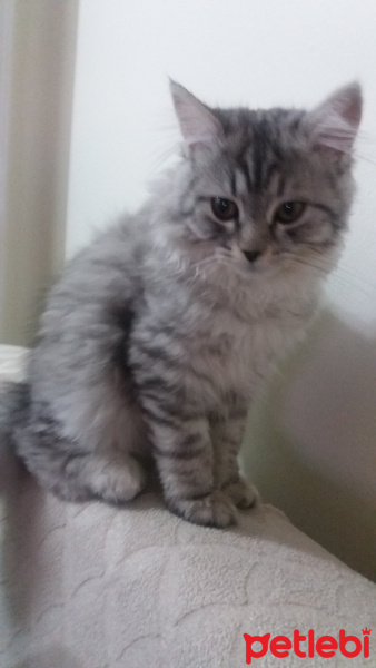 Chinchilla, Kedi  şila fotoğrafı